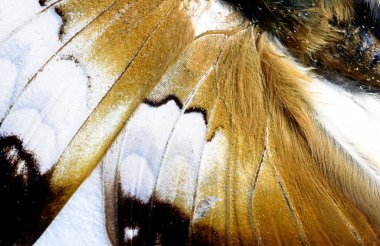 Makro closeup kelebek kanat 