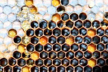 Bee Hive Hexagon Honeycomb deseni ve bal