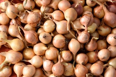 Dikim için soğan setleri makro closeup