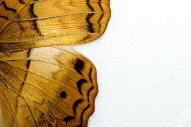 Makro closeup kelebek kanat 