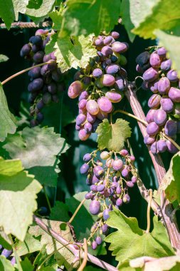 Taze organik rustik mor siyah üzüm