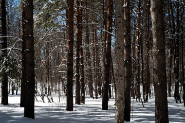 Kış ormanı ve kar kaplı Trunks ve zemin