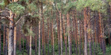 Orman çam köknar ağacı doğa arka plan
