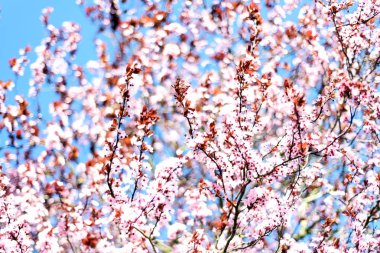 Kiraz ağacı çiçeği ve dalları