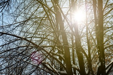 Ormanda kar kaplı ağaçlar yoluyla kış Sunlight