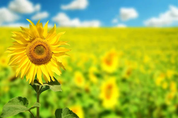 Feld von gelben Sonnenblumen im Sommer — Stockfoto