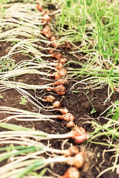 Baris dari bawang Siap untuk Panen — Stok Foto