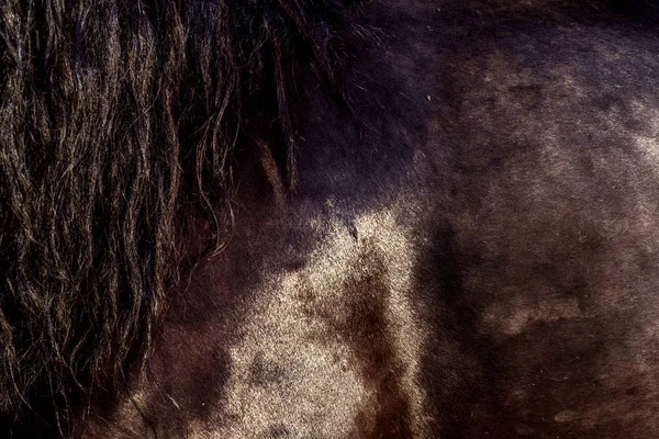 Close-up van bruine paard jas en zweet — Stockfoto