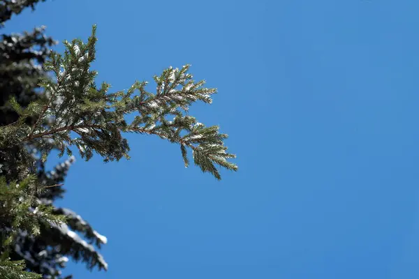 Pinhal coberto de neve árvore de abeto e Blule céu de inverno — Fotografia de Stock