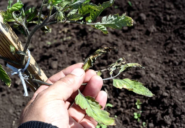 Male Hand Inspecting Wind Scorched Tomato Plant — Stok Foto