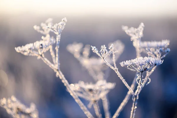 Plante sauvage recouverte de neige glacée en hiver — Photo