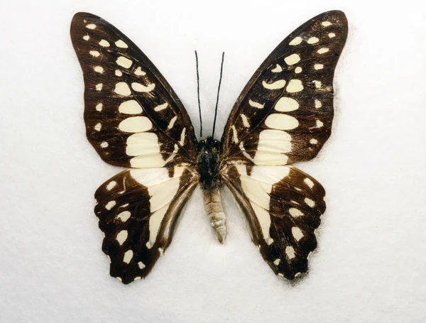 Często Jay motyl Graphium DOSna — Zdjęcie stockowe