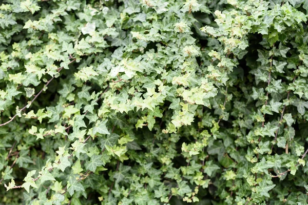 Wild Ivy Nature Background — Stock Photo, Image