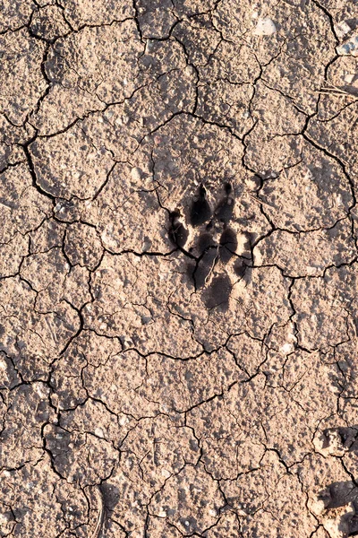 Wild Animal Dog Footprint in Dry Mud — Stok Foto