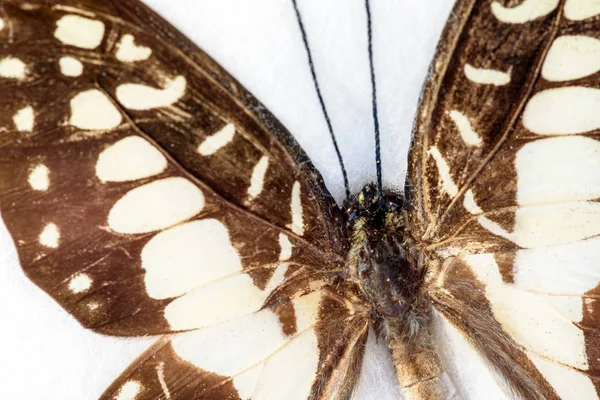 Asas de borboleta em Macro Closeup — Fotografia de Stock