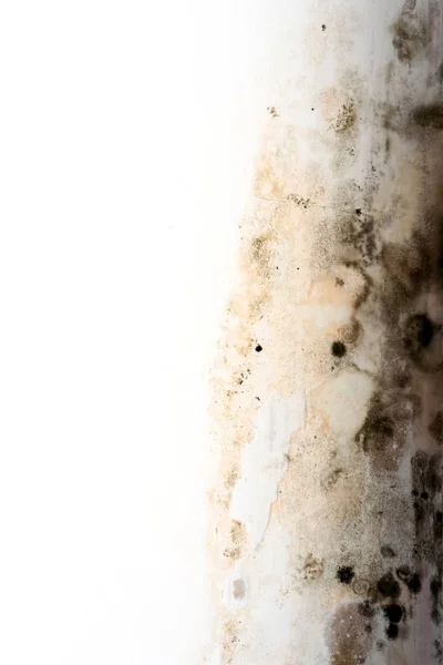 白漆上的冷凝干腐真菌 — 图库照片