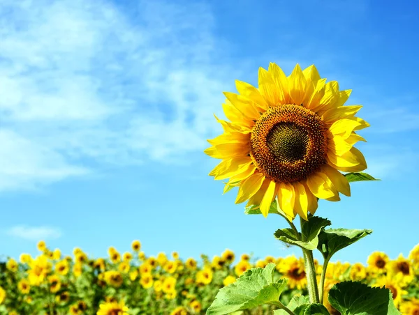 Einzelne Sonnenblume und gelbes Blumenfeld — Stockfoto