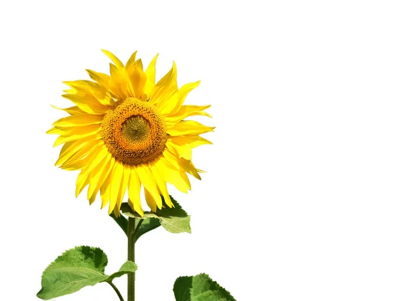 Einzelne gelbe Sonnenblume und weißer Hintergrund — Stockfoto