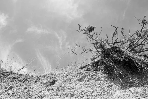 Eroded Tree and Crumbling Beach Front — Stock Photo, Image