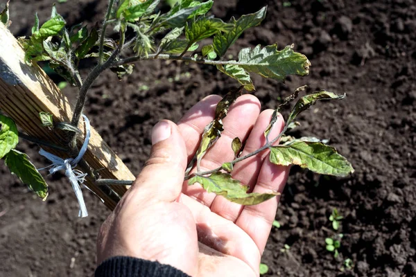 Male Hand Inspecting Wind Scorched Tomato Plant — Stok Foto
