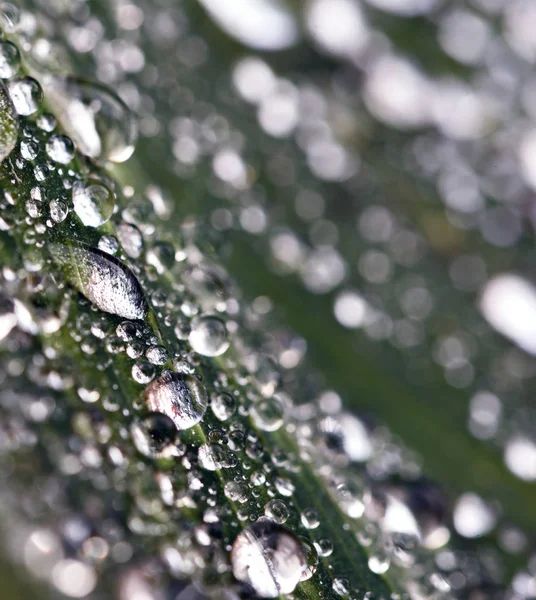 Wassertropfen auf einem grünen Blatt in der Natur — Stockfoto