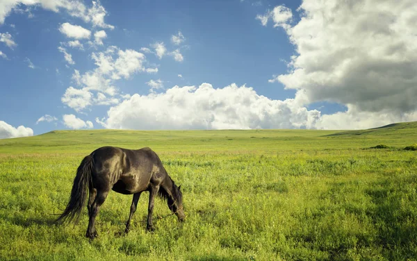 Häst bete i sommar bete — Stockfoto