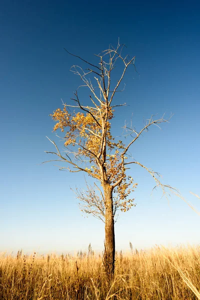 Árbol único en fondo de paisaje estéril —  Fotos de Stock