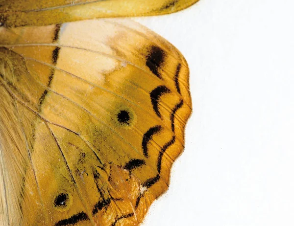 Motyl skrzydło w makro zbliżenie — Zdjęcie stockowe