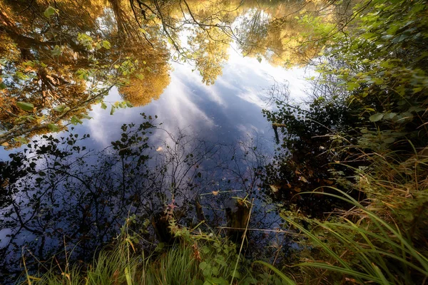 Forest Pond Fantasia com reflexos em árvores — Fotografia de Stock