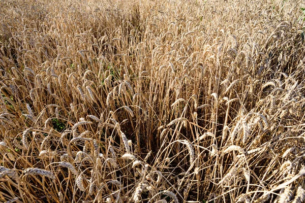 Aged Ripe Corn Field — Stock Photo, Image