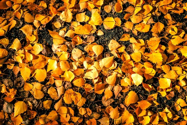 Żółty autumn odchodzi na ziemi — Zdjęcie stockowe