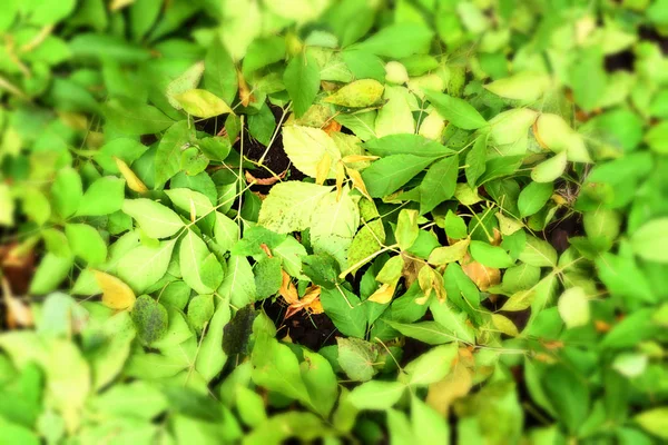 Árbol verde hojas naturaleza fondo —  Fotos de Stock