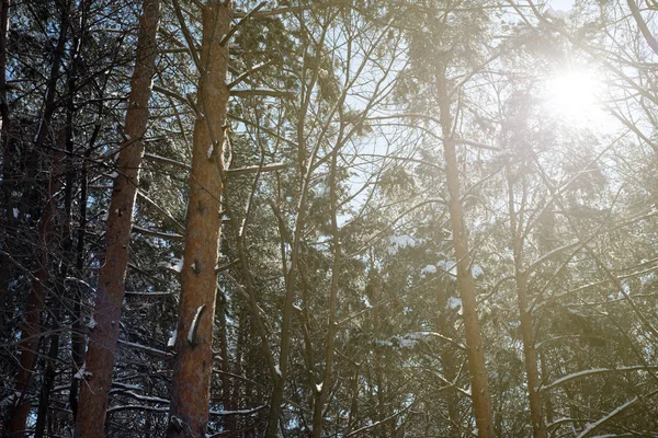 Vinter solljus skiner genom Snöskog — Stockfoto