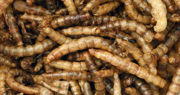 Closeup Macro of Mealworms Tenebrio molitor