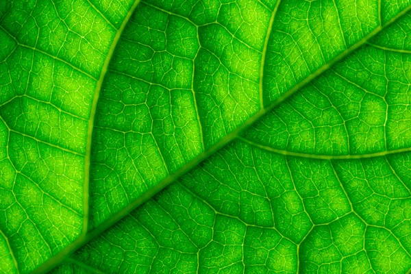 Zelené listové žíly makro closeup — Stock fotografie