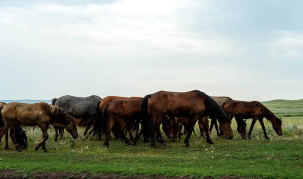 Horses Grazing in a Field — Stock Photo, Image