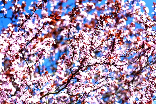 Rosa Kirschbaumblüte im Sonnenlicht — Stockfoto