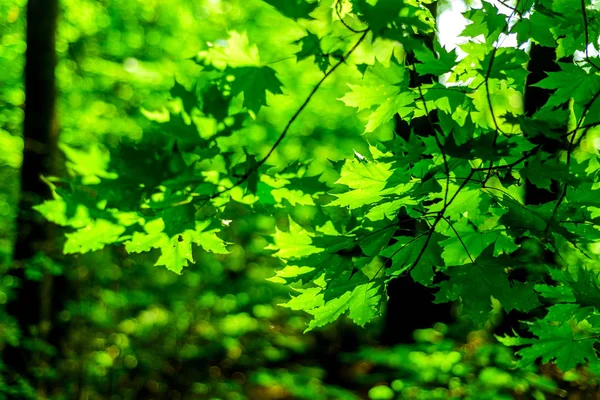 Bosque verde deja en la naturaleza con la luz del sol —  Fotos de Stock