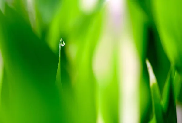 Water Droplet Green Vegetation Background — Stock Photo, Image