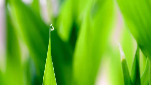 Капля воды Зеленый фон растительности — стоковое фото