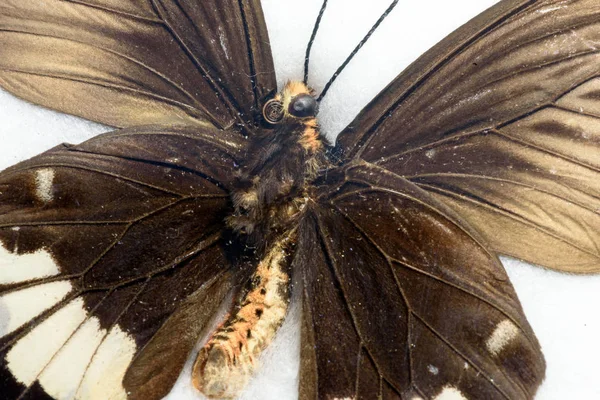 Asas de borboleta em Macro Closeup — Fotografia de Stock
