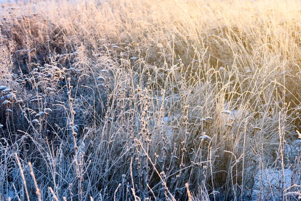 Växt fält vinter snö frost — Stockfoto