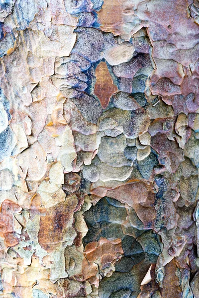 London Plane drzewo kora tekstura — Zdjęcie stockowe