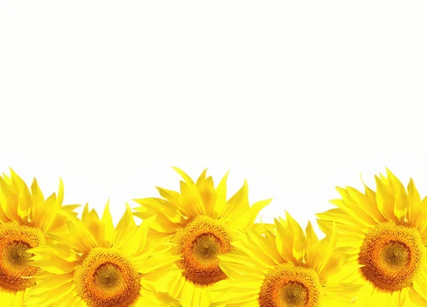 Sonnenblume Banner Hintergrund mit weißem Copyspace — Stockfoto