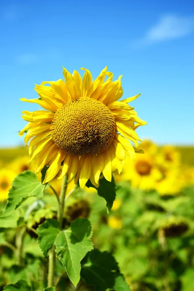 Einzelne große Sonnenblume mit Himmel — Stockfoto