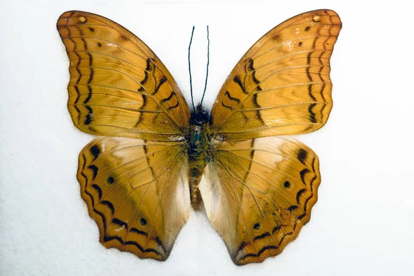 Cruzador Borboleta Vindula arsinoe — Fotografia de Stock