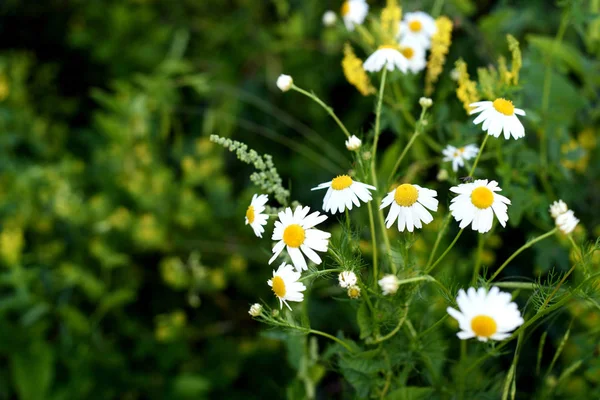 Wildes Gänseblümchen in der Natur — Stockfoto