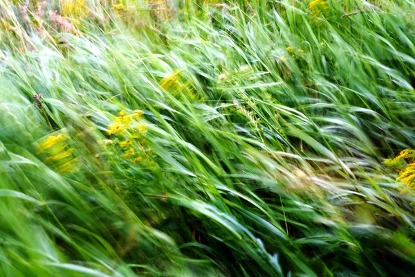 Grünes Unkraut und Gras, das sich im Wind bewegt — Stockfoto