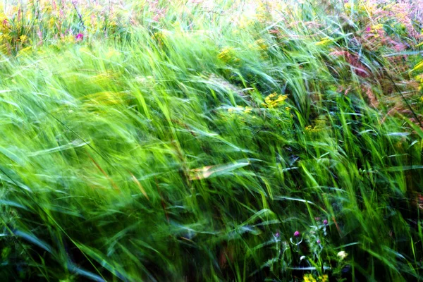 Ugress i Nautue med Motion Blur – stockfoto