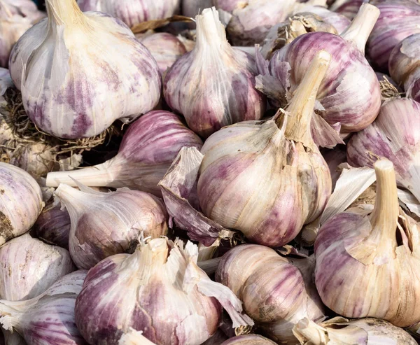 Homegrown Organic Garlic Bulbs — Stock Photo, Image